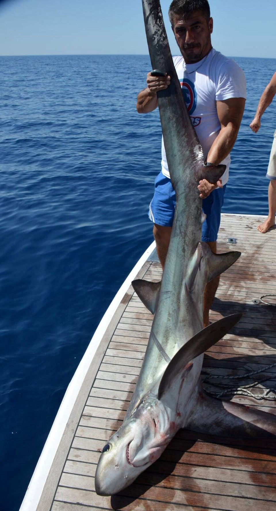 Oltaya 5 metrelik köpekbalığı takıldı - 1