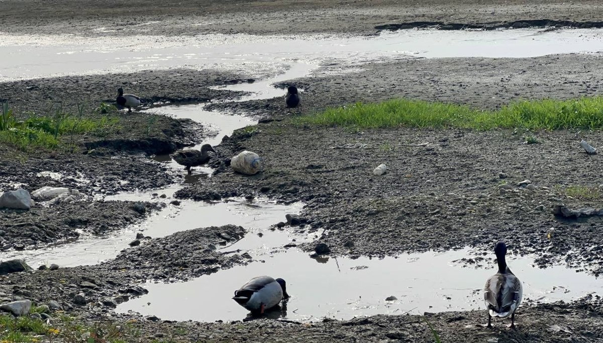 Marmara'nın en büyük gölünde susuz kaldılar