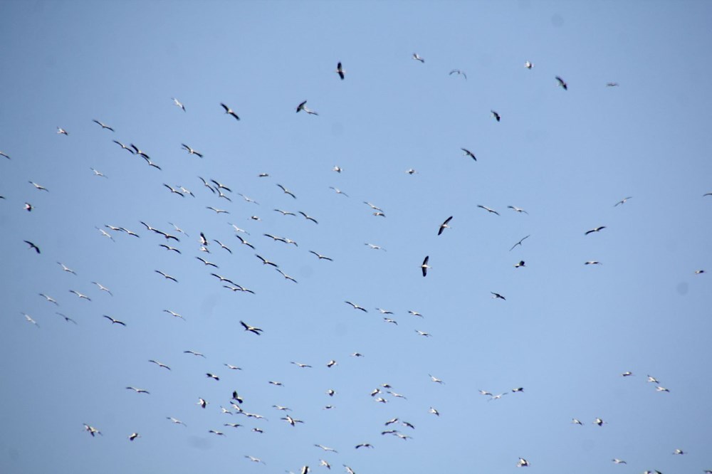 Göç yolu üzerindeki Hatay'ı 233 kuş tipi ziyaret etti 74 q29lCdwaoEmX1ola2r1 4w