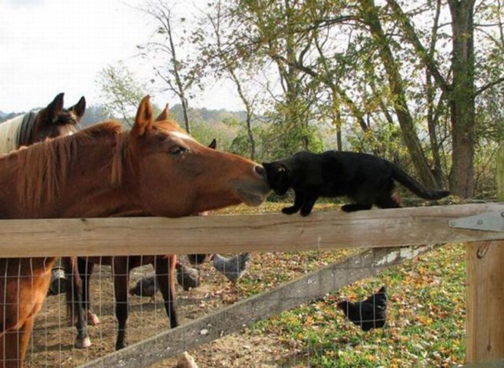 Друзья лошадки. Дружба с лошадью. Дружба кошки и лошади. Лошадь и кошка. Забавные лошадки.