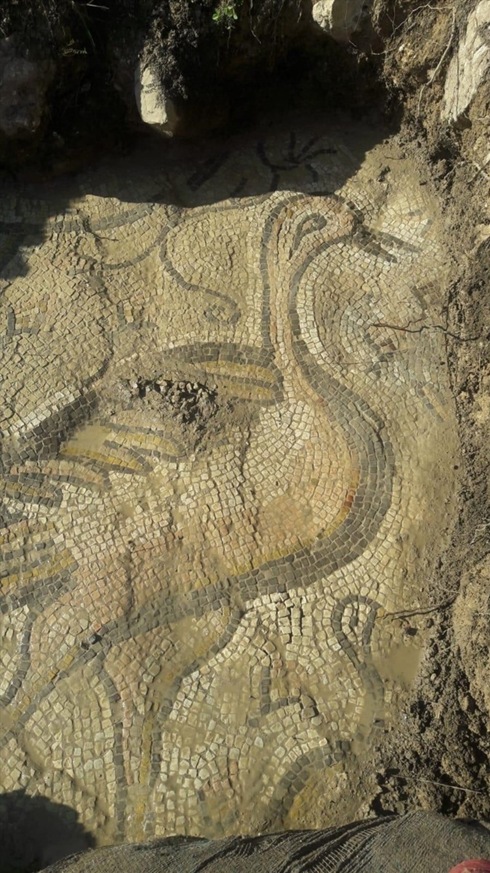 Bizans dönemine ait mozaiği çiftçiler buldu - 1