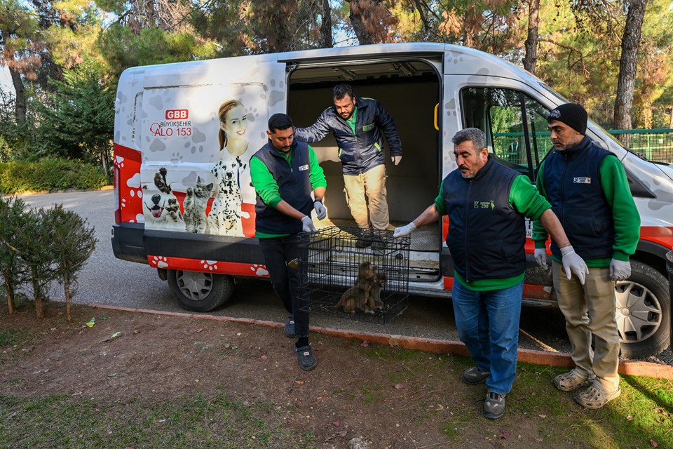 Sınırda yakalandılar! 3 maymun yavrusu yeni yuvasına yerleştirildi - 2