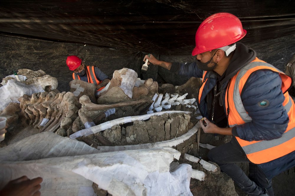 Meksika’daki sit alanında bulunan mamut fosillerinin sayısı 200’e yükseldi - 6