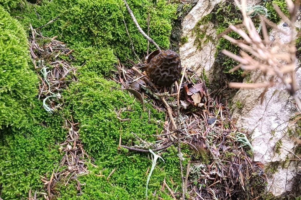 Yöre halkının gelir kaynağı: Dönem açılışında kilosu bin 200 lira 73 q2qNSRmis0CezuU1cmk6fw