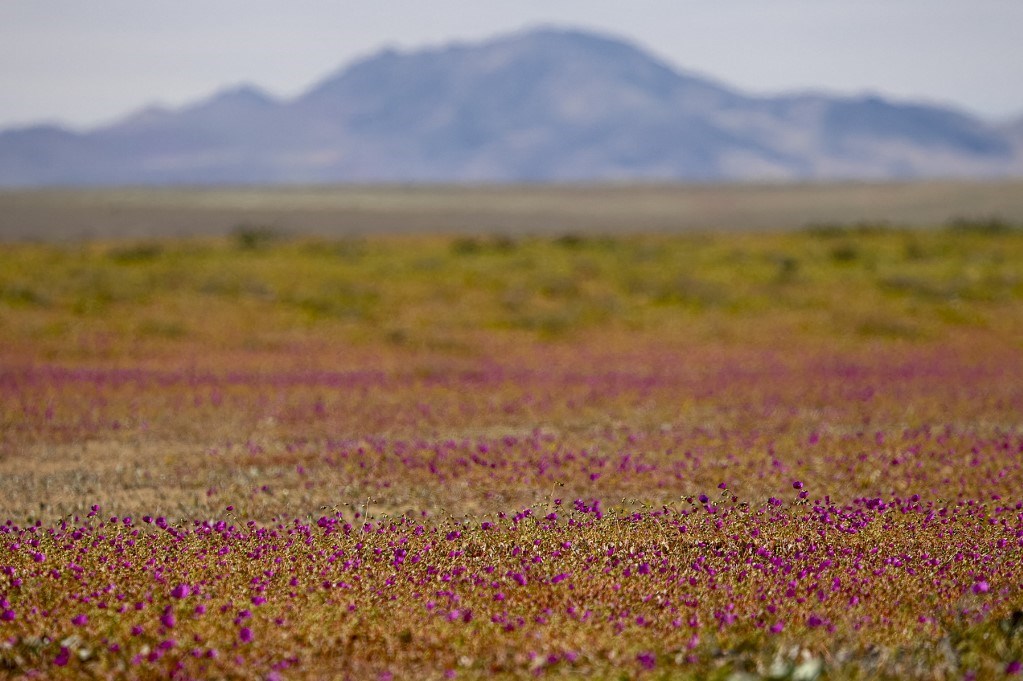 Atacama Çölü