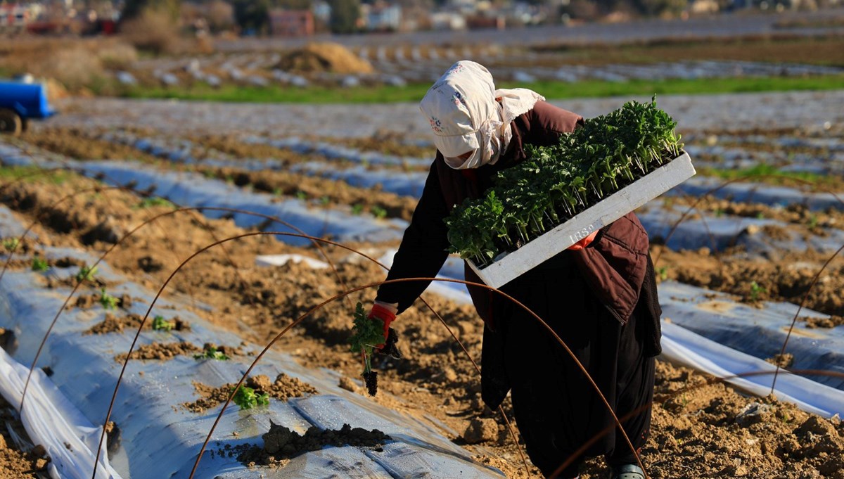 Yazın vazgeçilmez meyvesi Adana'da toprakla buluştu: Fiyatının 10 lira olması bekleniyor