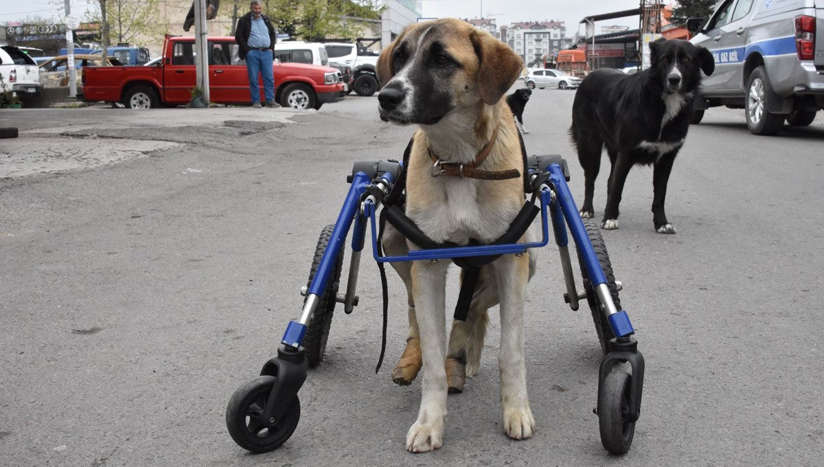 Omurgası kırılan köpeğine 4 tekerlekli yürüteç yaptı