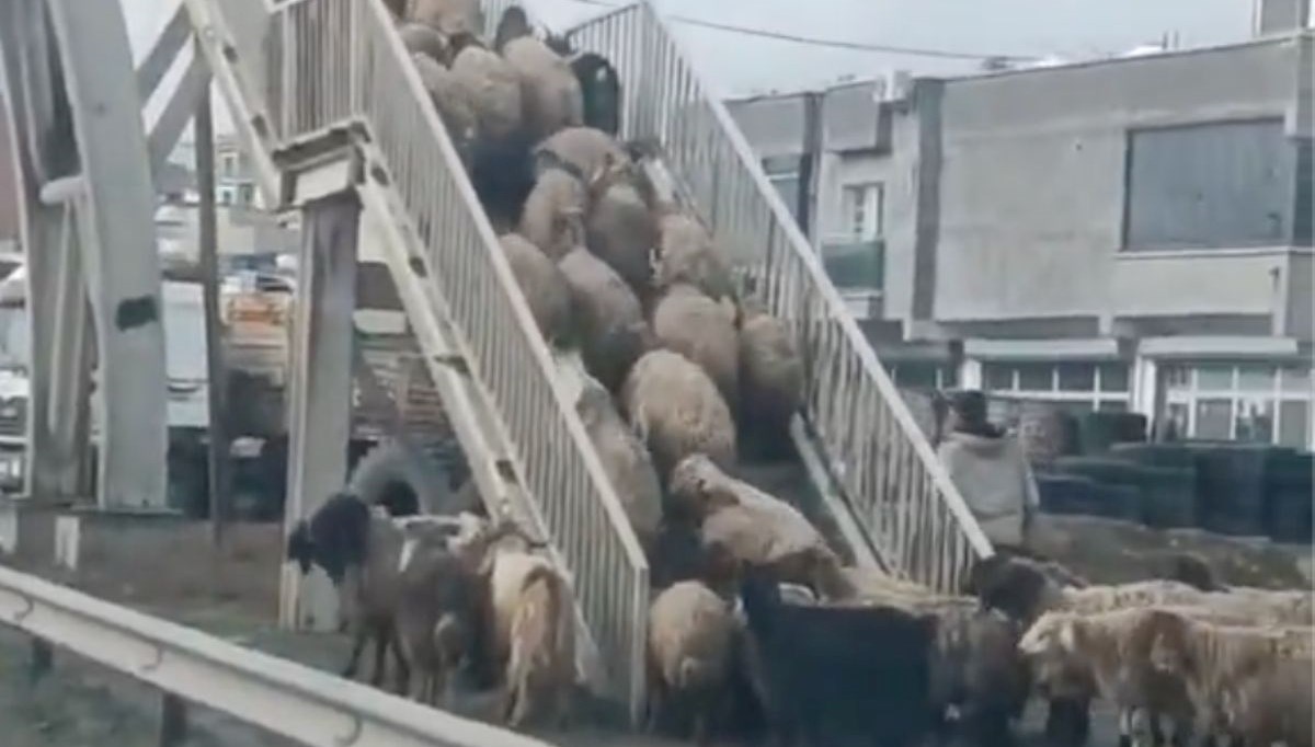 Koyunlardan yayalara ders: Üstgeçidi kullandıkları anlar kamerada