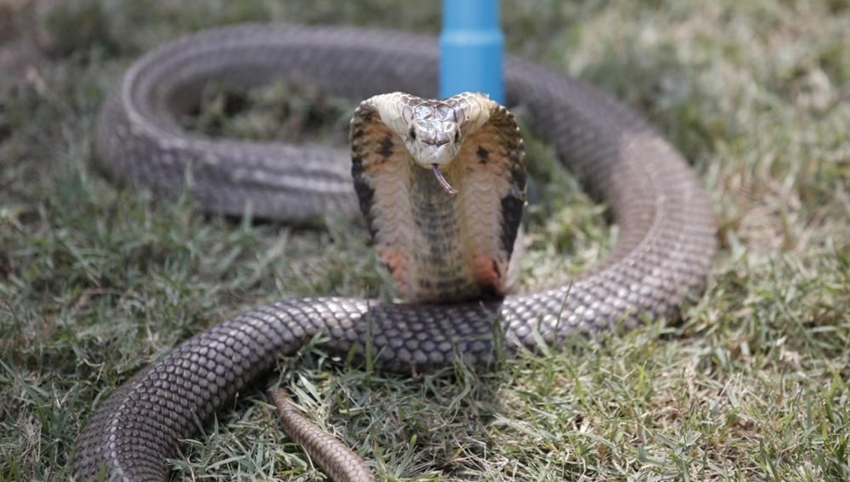 Hintli kadın, erkek arkadaşını zehirli kobra ile öldürdü