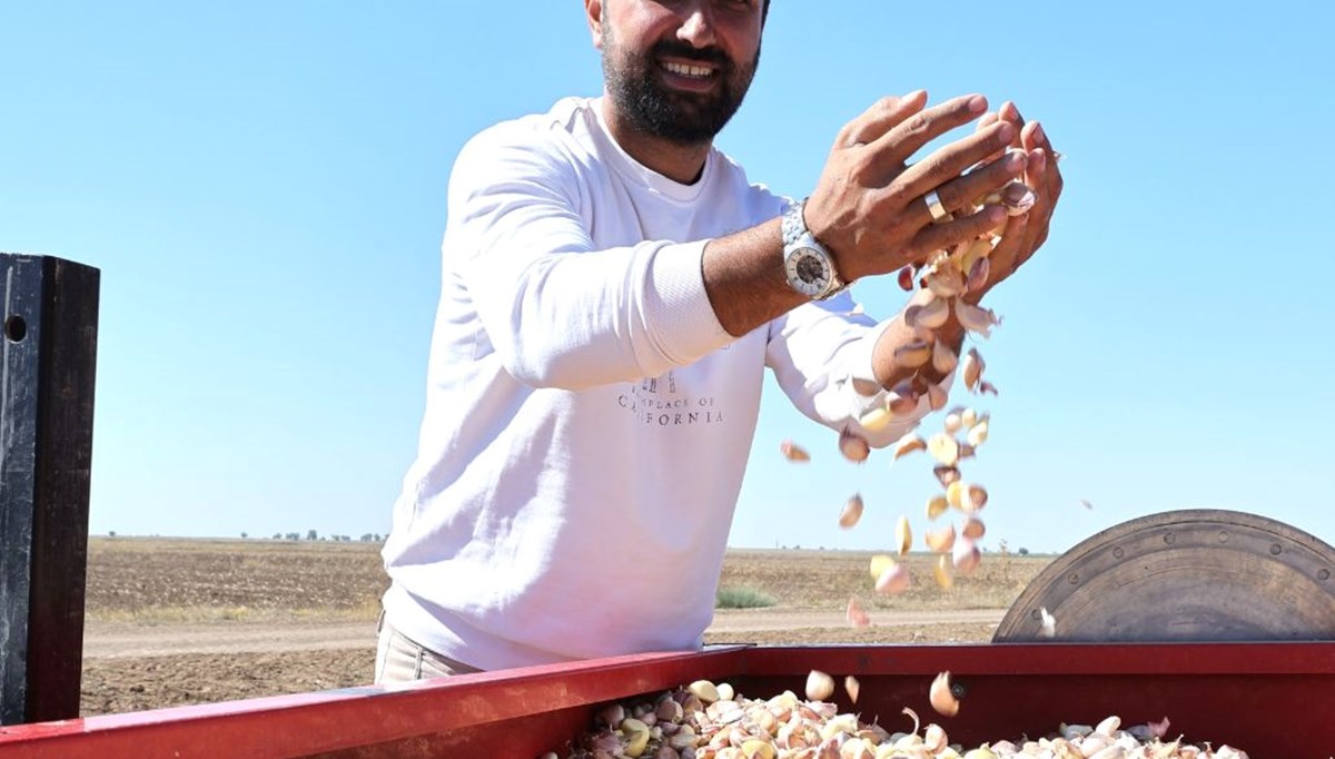 Kanser ilaçlarının ham maddesi! Aksaray'dan dünyaya satılıyor, doğal antibiyotik Kanser ilaçlarının ham maddesi! Aksaray'dan dünyaya satılıyor, doğal antibiyotik