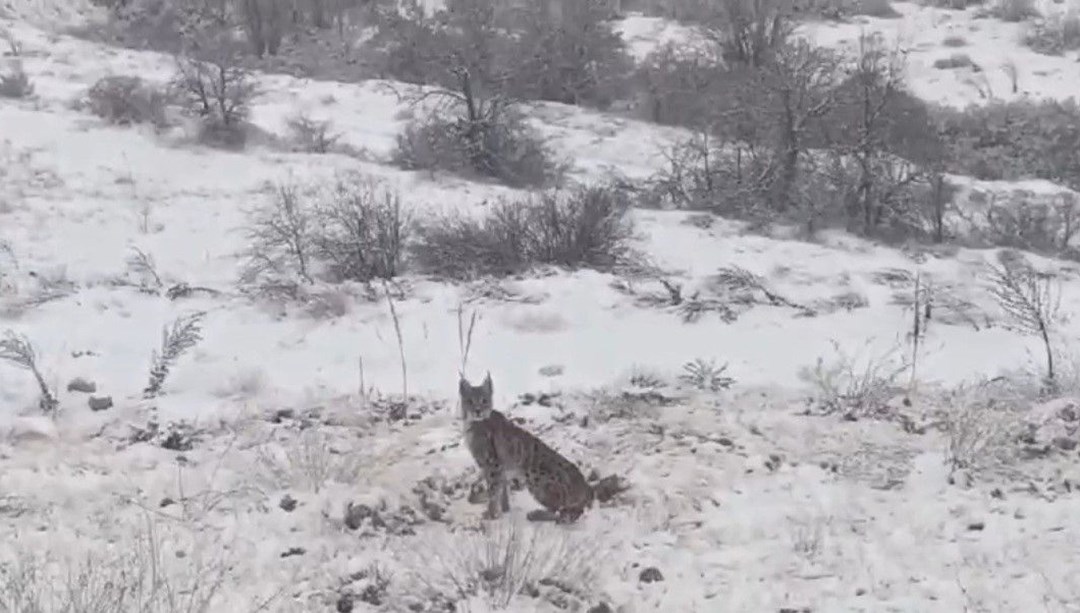 Kırmızı listedeki vaşak Erzincan’da görüntülendi