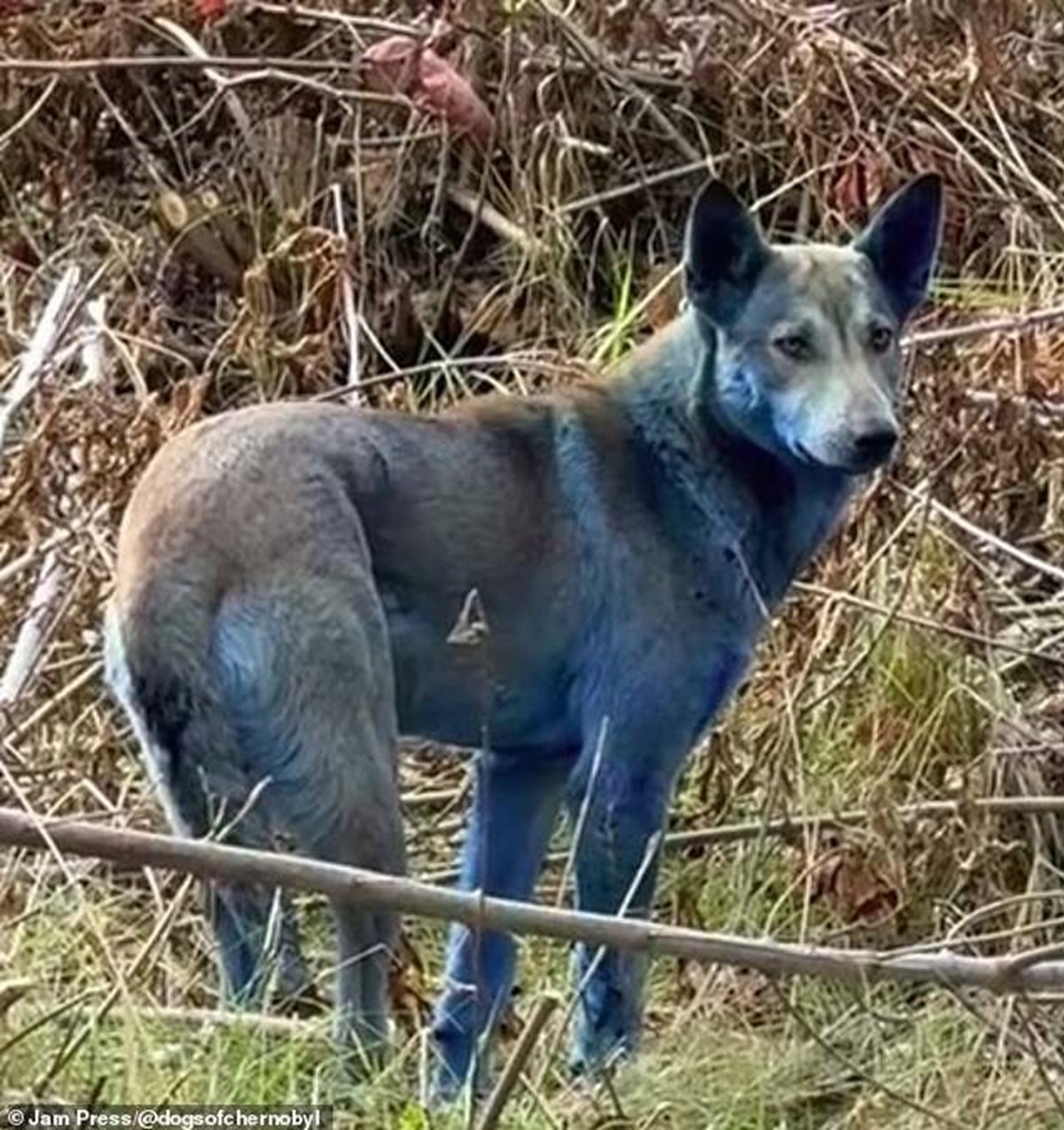 Köpeklerdeki mavi tüyler araştırmacıları şaşkına çevirdi. Gönüllü bir grup tarafından çekilen görüntüler, sosyal medyada büyük ses getirdi.