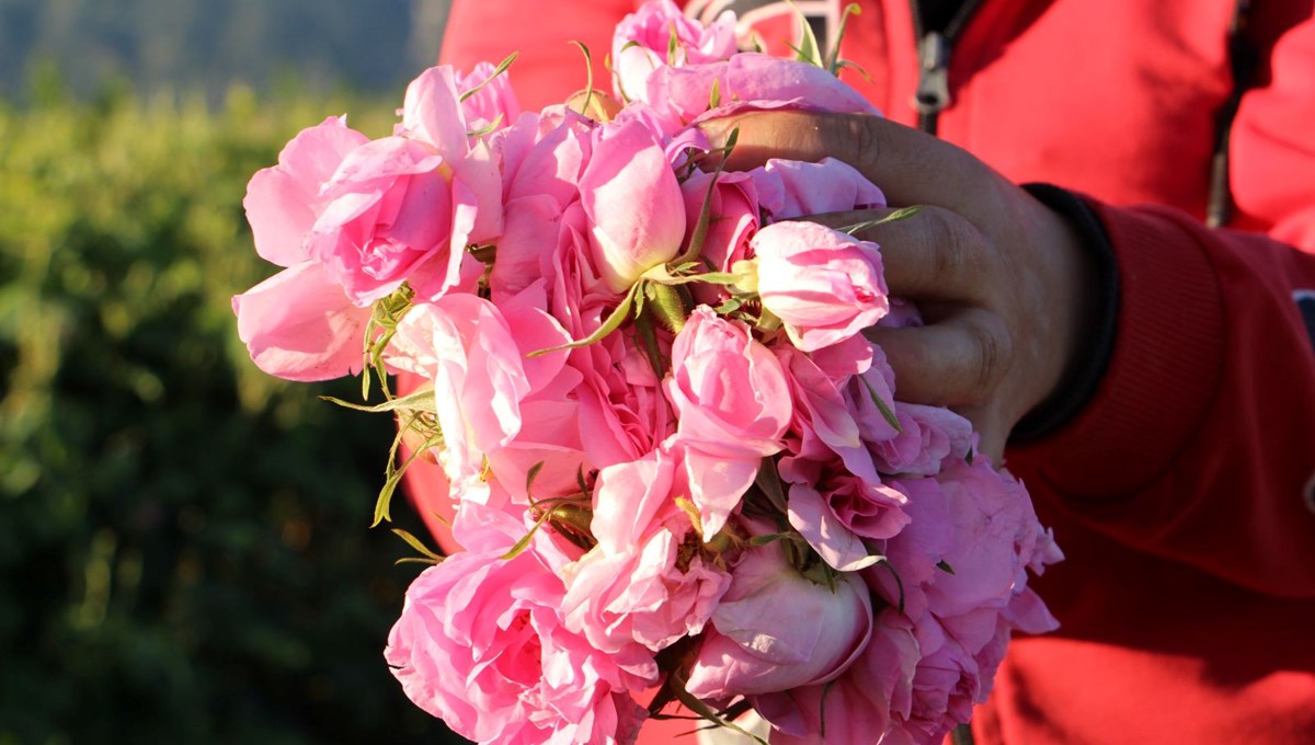 Isparta'da sezon başladı: Güller bir ay erken açtı