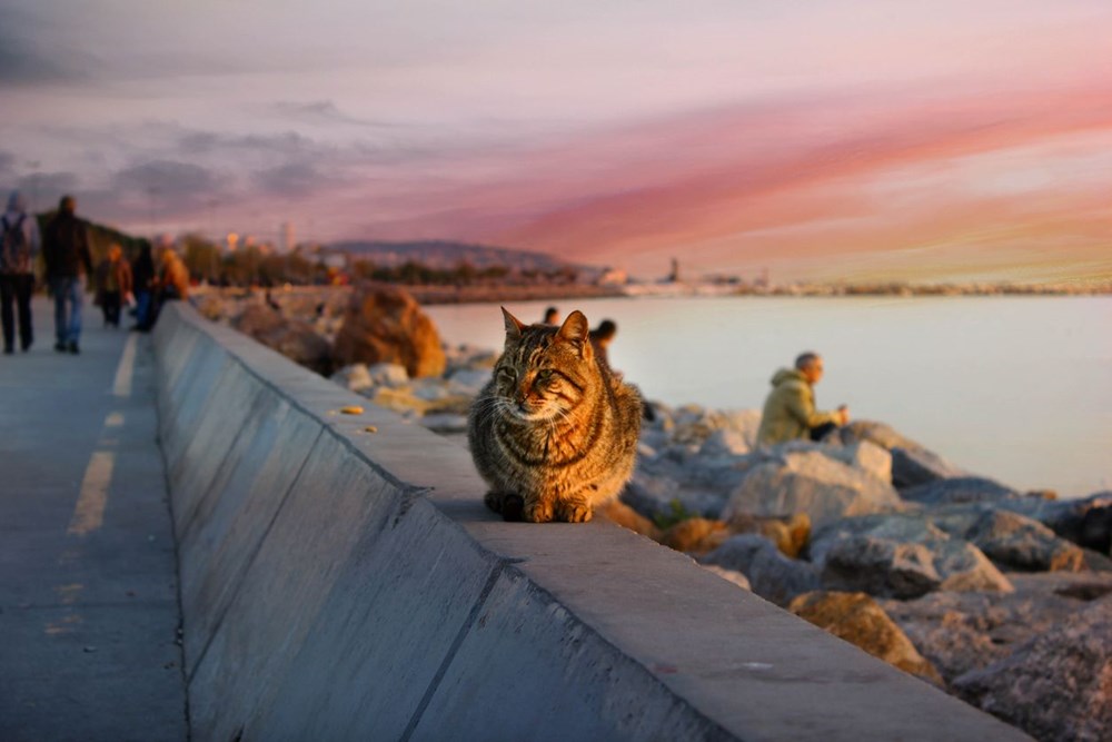 Bilim insanları en güzel ve en çirkin kedi türlerini açıkladı (Türkiye'ye özgü iki kedi türü listede) - 3