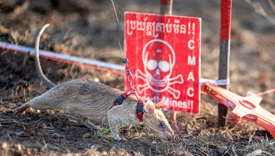 Kahraman sıçan tarihe geçti: Mayın avcısından dünya rekoru!