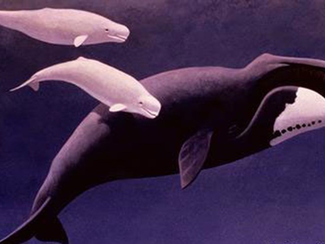 uzun yasamin sirri bu 7 canlida