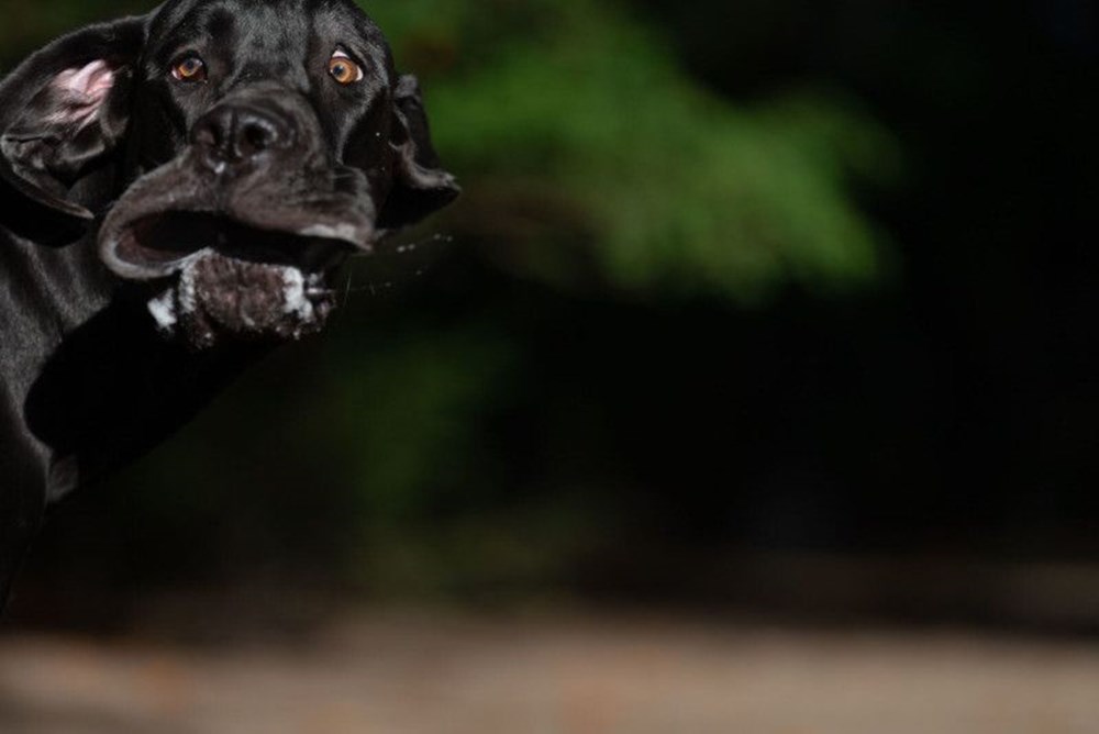 2020 Mars Petcare Komik Hayvan Fotoğrafları Yarışması'nın finalistleri - 10