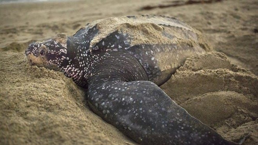 Japonya'da boyunlarından bıçaklanan 30 deniz kaplumbağası bulundu - 5