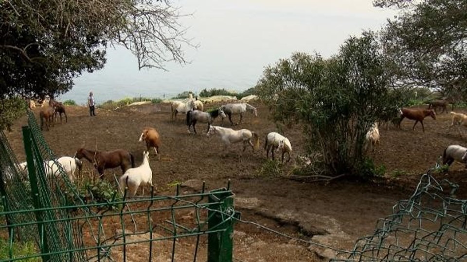 Kayıp atlar davasında memurluktan ihraç istemi - 1