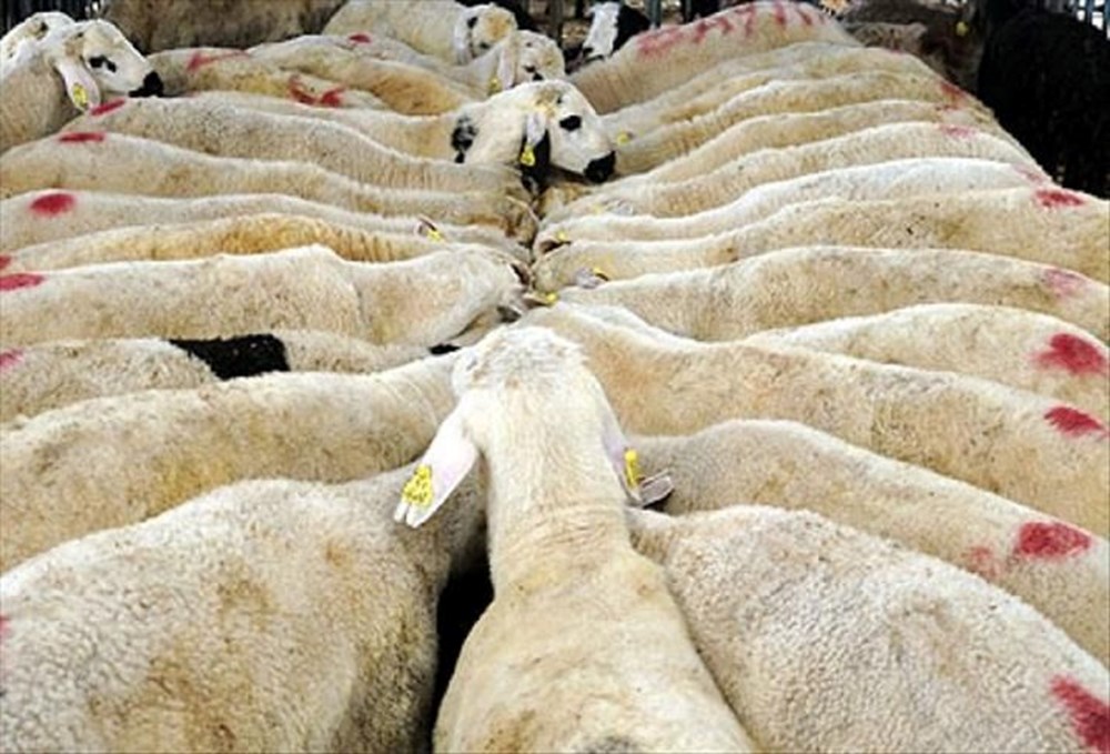 10 soruda vekaletle kurban kesimi: Vekaletle kurban kesimi nasıl yapılır? - 2