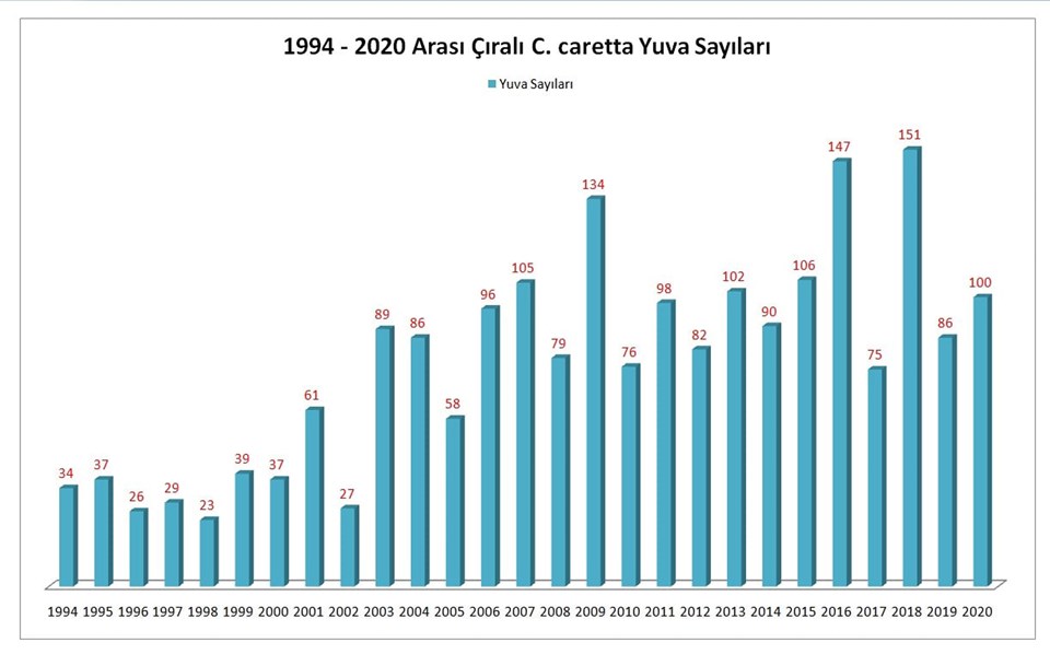 İklim değişikliği Carettaları da vurdu: Bekleme süreleri artık daha az - 3