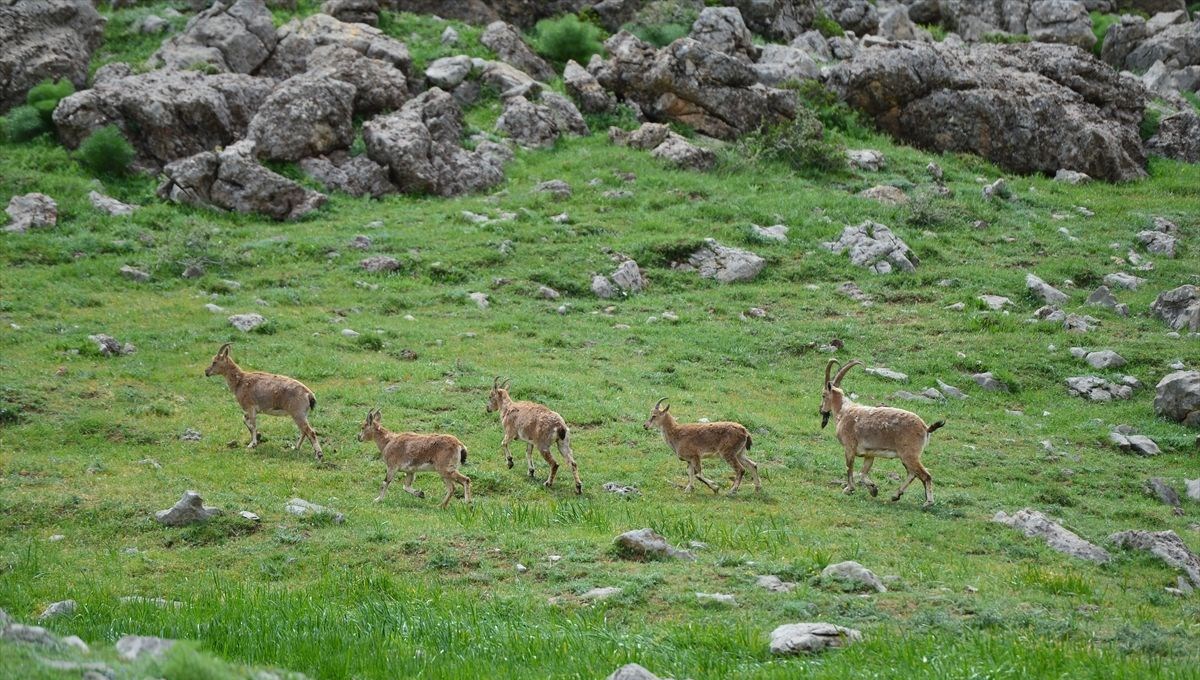 Yaban hayatının Doğu Anadolu'daki evi: Munzur Vadisi Milli Parkı
