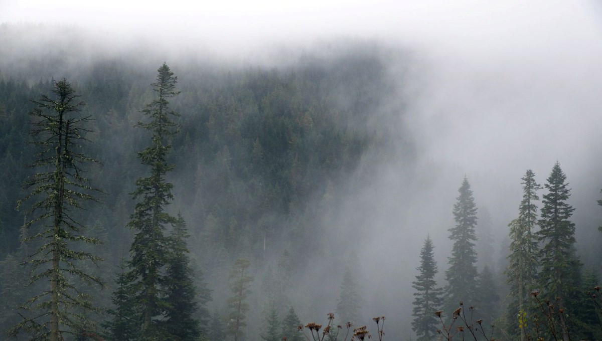 Ilgaz Dağı'nda sis etkili oldu Ilgaz Dağı'nda sis etkili oldu