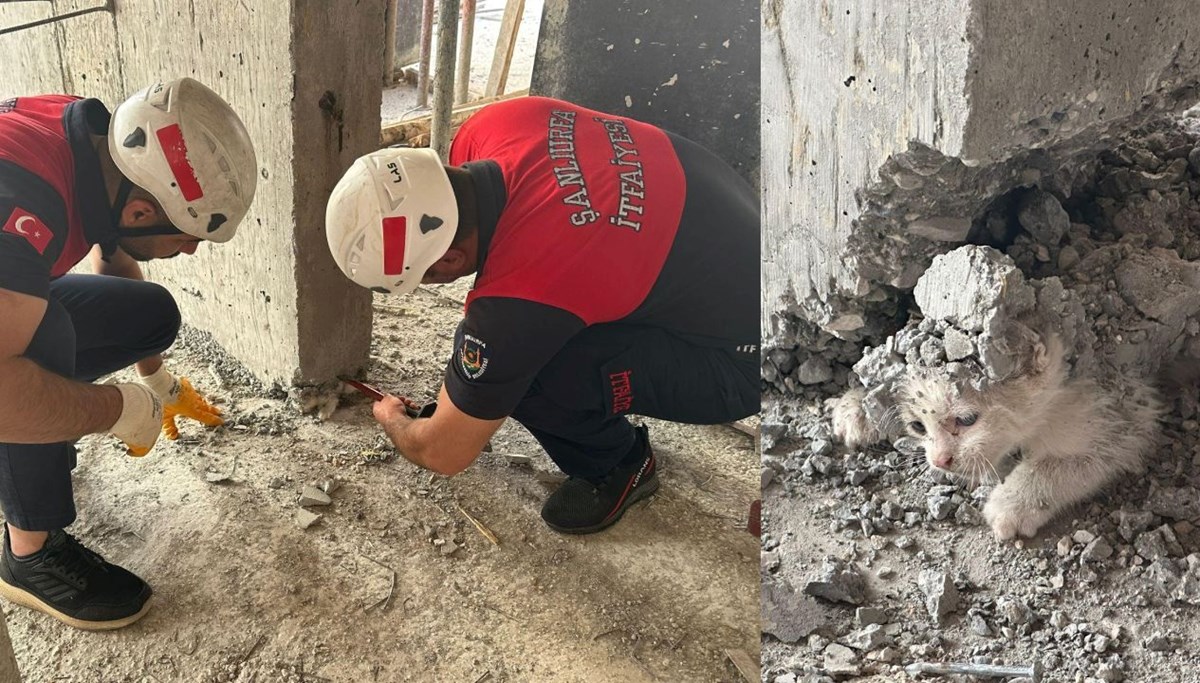 Yavru kedinin üzerine beton döküldü