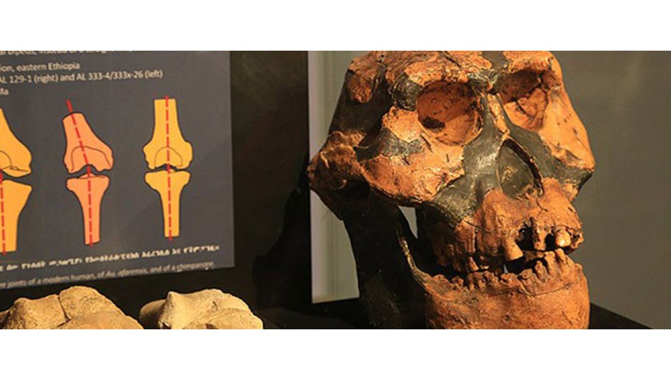 Etiyopya'da 3,2 milyon yıllık insansı fosil: Lucy