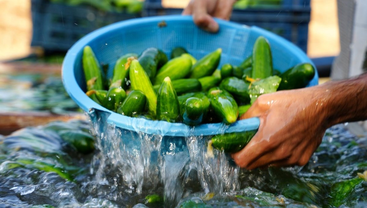 Kilolarca salatalık toplatılıyor: Kilolarca salatalık toplatılıyor: