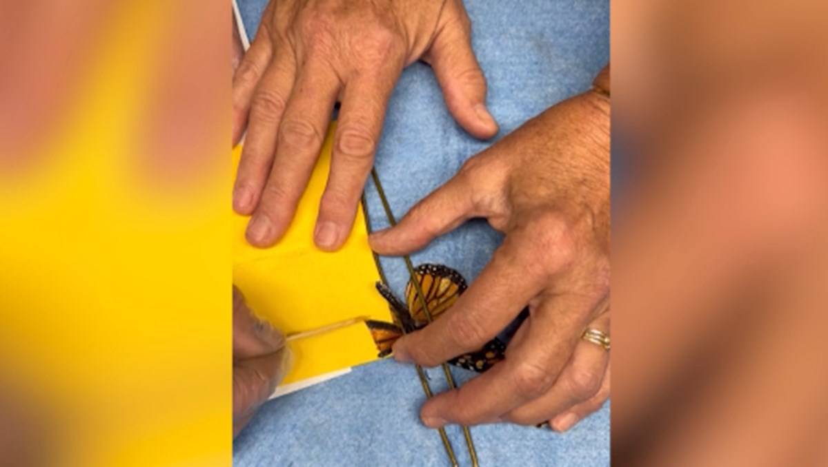 Kelebeğe ikinci şans... Kanat nakliyle yeniden uçtu