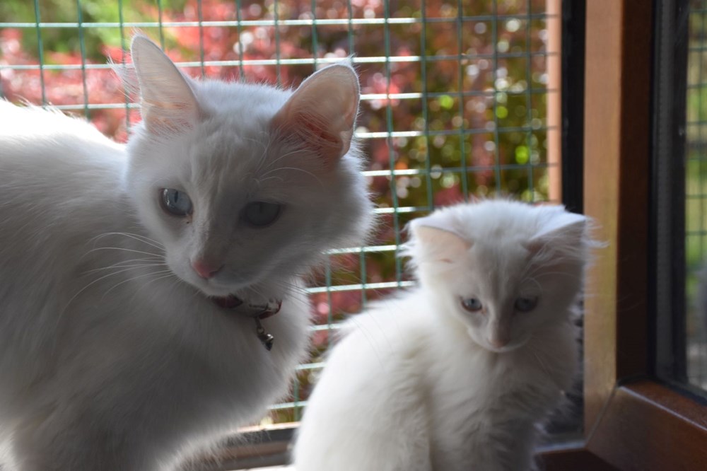 Van kedileri için koruma projesi: Yavru sayıları her yıl artacak - 11