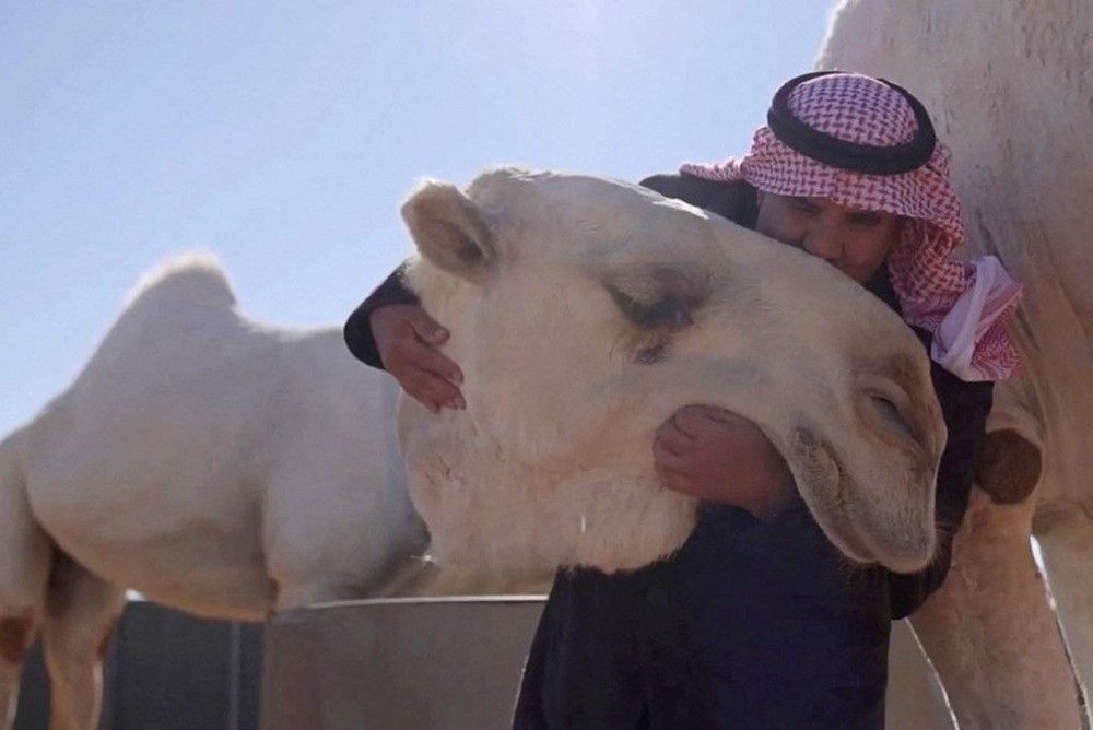 Dünyanın ilk beş yıldızlı deve oteli açıldı: Geceliği 107 dolar - 1