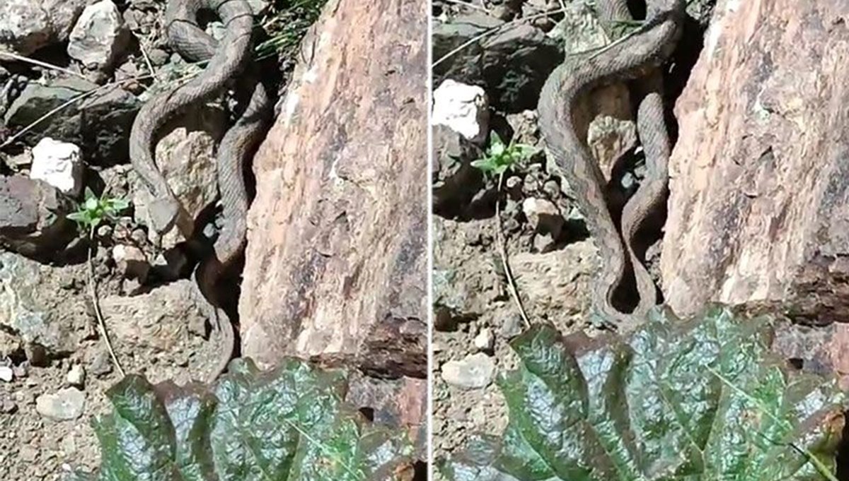 Van'da Türkiye’nin en zehirli yılanı görüldü Van'da Türkiye’nin en zehirli yılanı görüldü