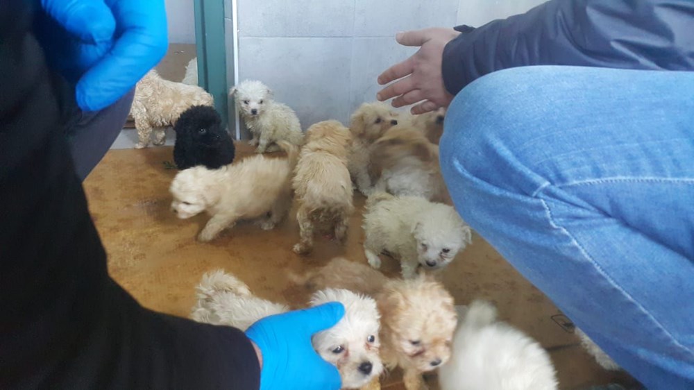 Romanya�dan gelen yolcu otobüsünde, Terrier cinsi 23 yavru köpek ele