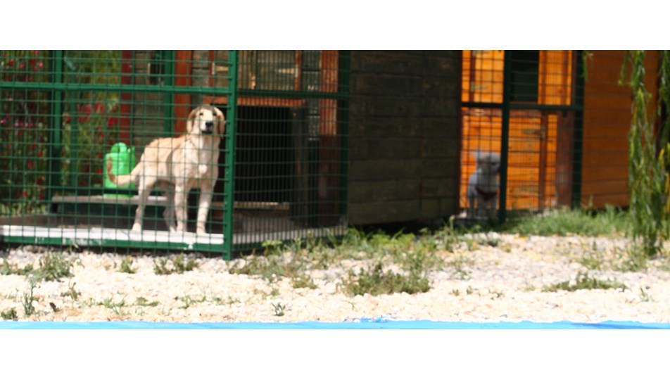 Köpeklerin �5 yıldızlı� tatil keyfi Magazin Haberleri NTV