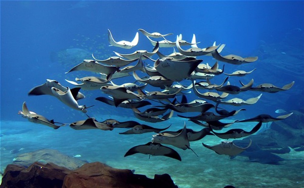 Речные монстры скат хвостокол. Много скат. Скат в океанариуме. Хрящевые рыбы скаты. Стая скатов.