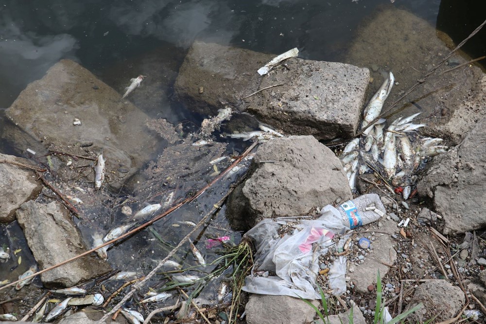 Dicle Nehri'nde korkutan görüntü: Çok sayıda ölü balık tespit edildi! Uzmandan ‘can suyu’ uyarısı - 7