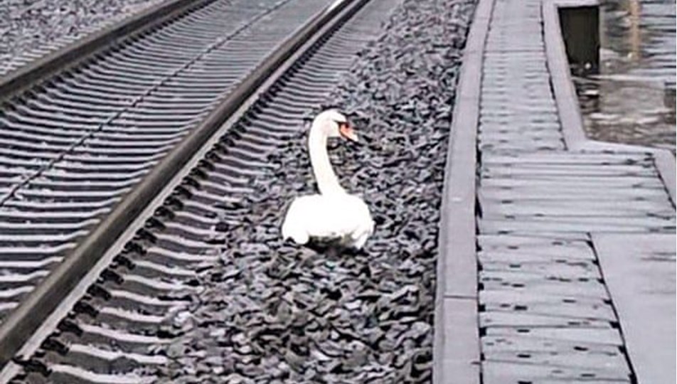 Eşinin yasını tutan kuğu 23 tren seferini durdurdu