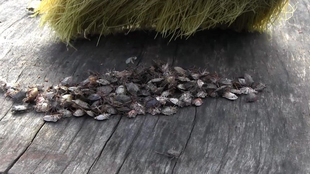 Karadeniz'de "istilacı böcek" kabusu | 14 bin yumurta bırakıyor - 1