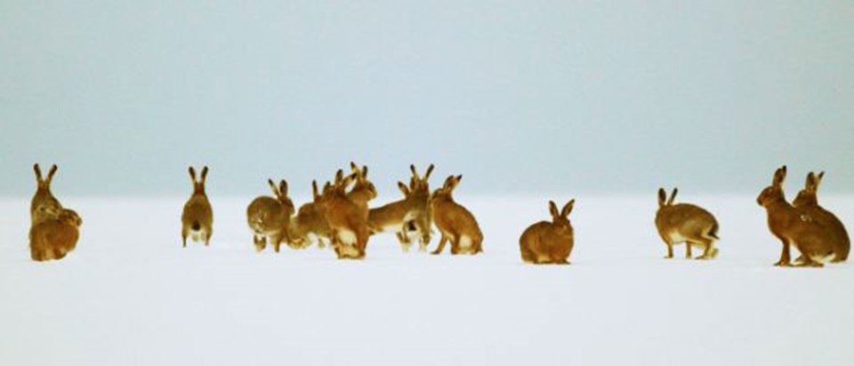 Tavşanları 'dikizleyen' adam  - 3