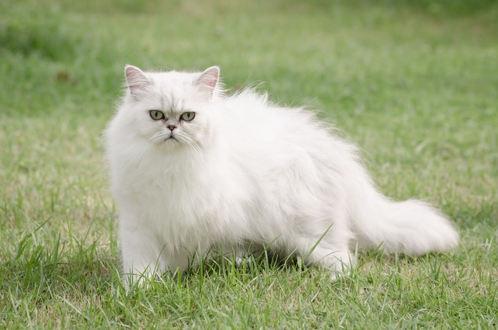 Araştırma: Bütün kedi ırkları içerisinde en saldırganı Vankedisi - 9