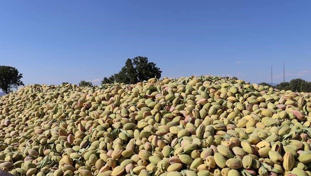 Gün boyu tok tutuyor, kalori alımını sıfırlıyor! Diyetisyenlerin favorisi, E vitamini deposu