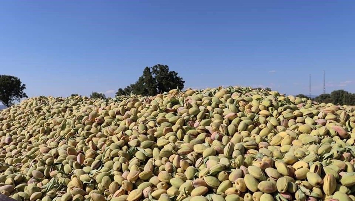 Gün boyu tok tutuyor, kalori alımını sıfırlıyor! Diyetisyenlerin favorisi, E vitamini deposu Gün boyu tok tutuyor, kalori alımını sıfırlıyor! Diyetisyenlerin favorisi, E vitamini deposu