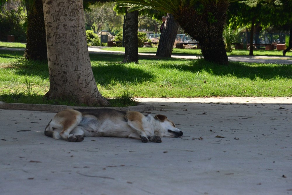 Adana 33 dereceyi gördü, parklar doldu - 2