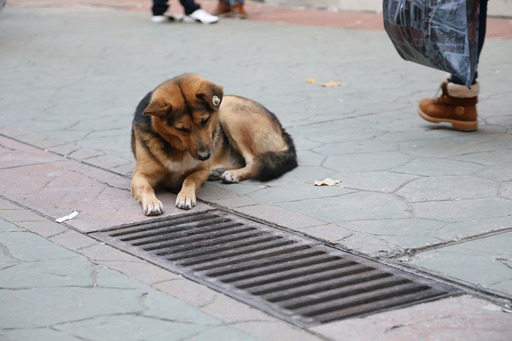 Mazgalı izleyen köpeğin sırrı ortaya çıktı - 5