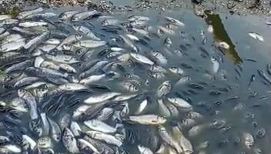 Bursa'da balık ölümlerine soruşturma