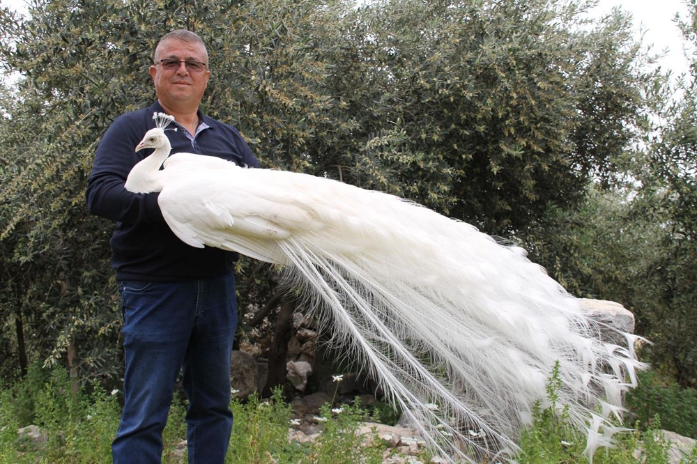 Hobi için tavus kuşu beslemeye başladı, şimdi tanesini 2 bin liradan satıyor - 6