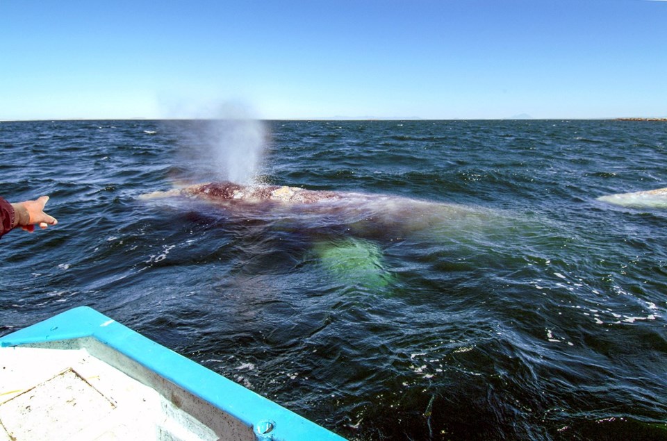 Rekor: Gri bir balinanın dünyanın yarısını yüzdüğü tespit edildi - 1