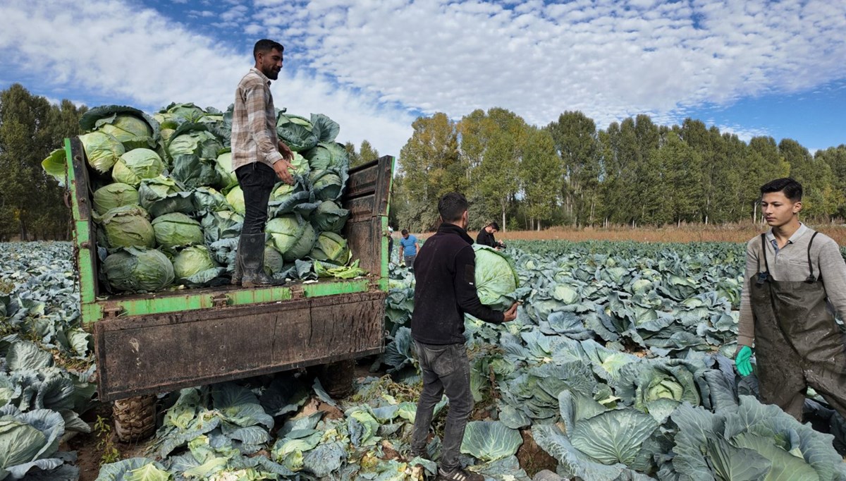 Lahana hasadı başladı Lahana hasadı başladı